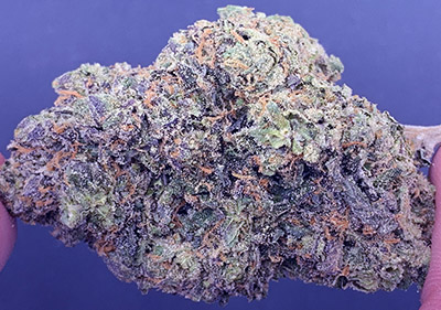 bacio Gelato topshelf hybrid