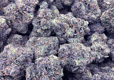 bacio Gelato topshelf hybrid