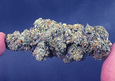 Biscotti (Gelato #25 x Girl Scout Cookies) exotic 