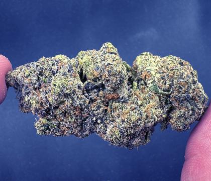 Cleopatra Indica dominant Hybrid very smooth