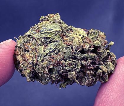 gelato 33 topshelf