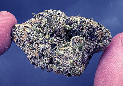Gelato #41 (Thin Mint Girl Scout Cookies X Sunset Sherbet) exotic hybrid