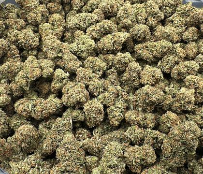 Gush Runtz indoor strain (Gush Mints x Runtz)