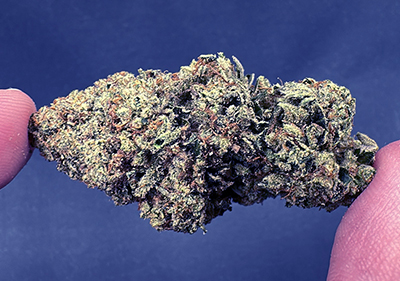 Motor Breath Very Potent Indica