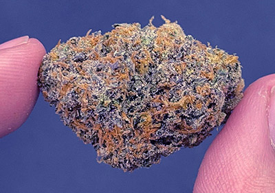 rs-11 high quality exotic hybrid topshelf