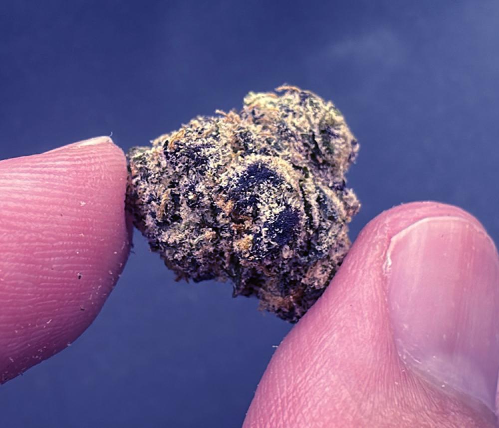 Versace (Sour Diesel X OG Kush X Granddaddy Purple) Sativa Leaning smalls