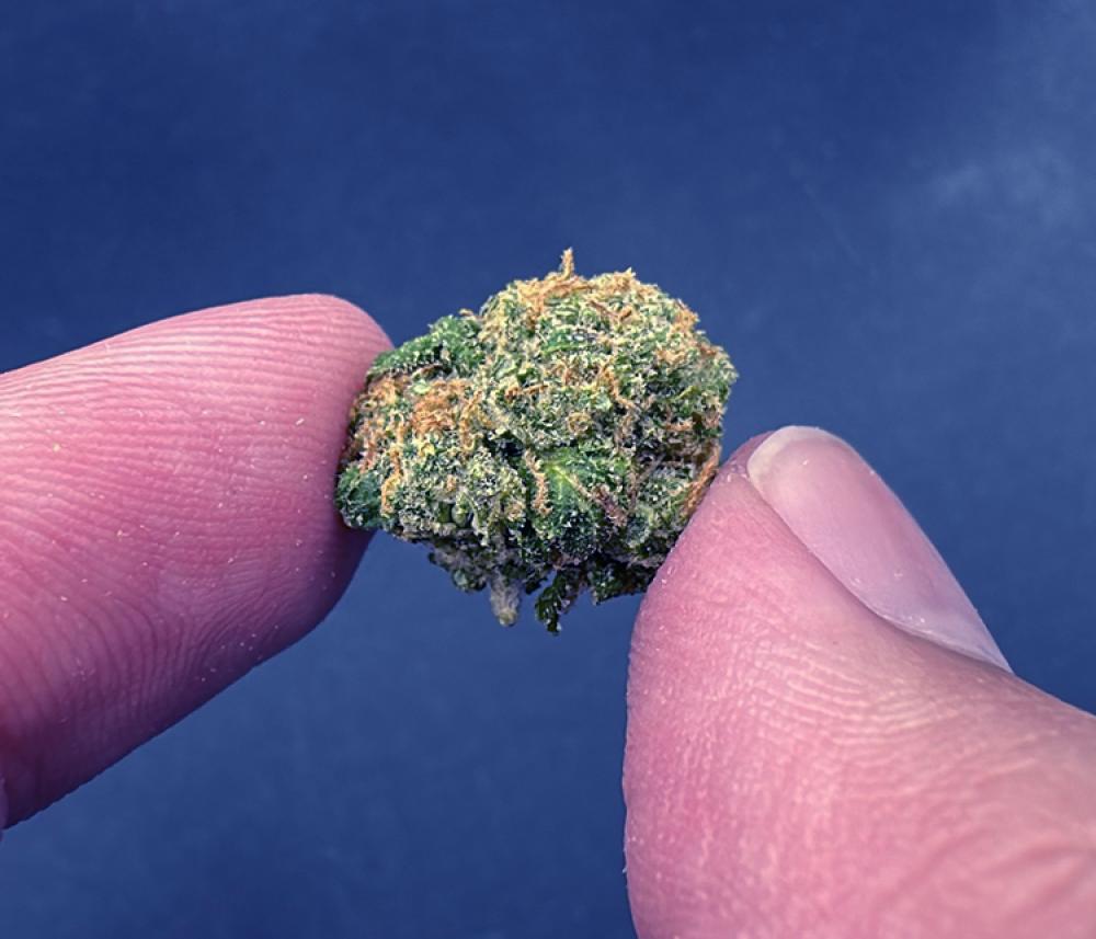 XJ-13 Sativa leaning Hybrid Exotic smalls