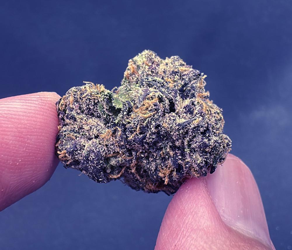 Zanger Exotic Hybrid
