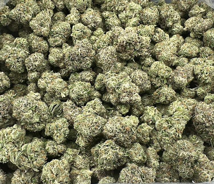 Pistachio Gelato High End Exotic Hybrid