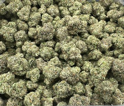 Pistachio Gelato High End Exotic Hybrid