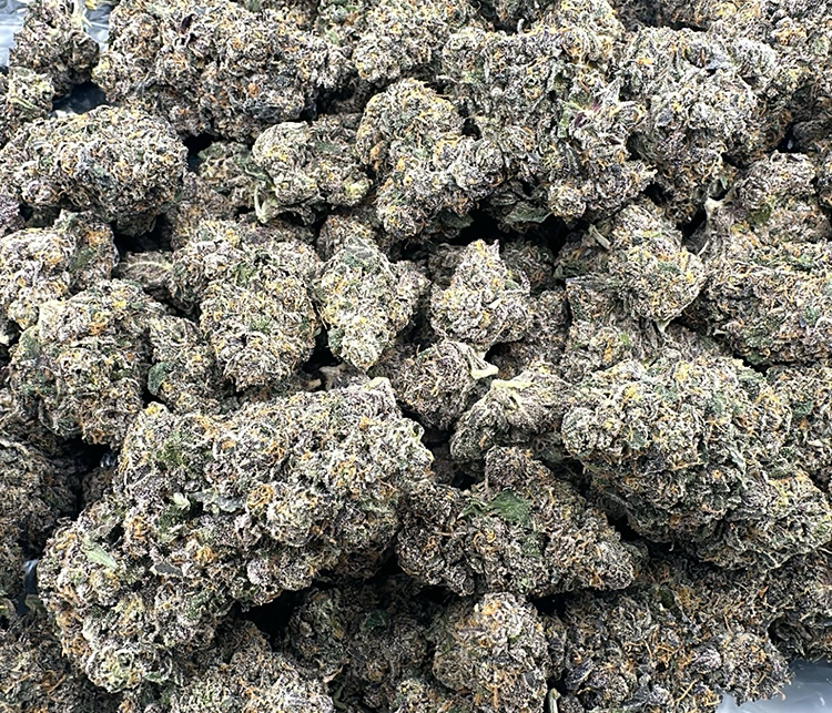 Pistachio Gelato High End Exotic Hybrid