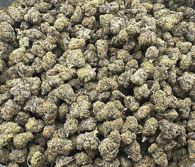 gelato 41 topshelf