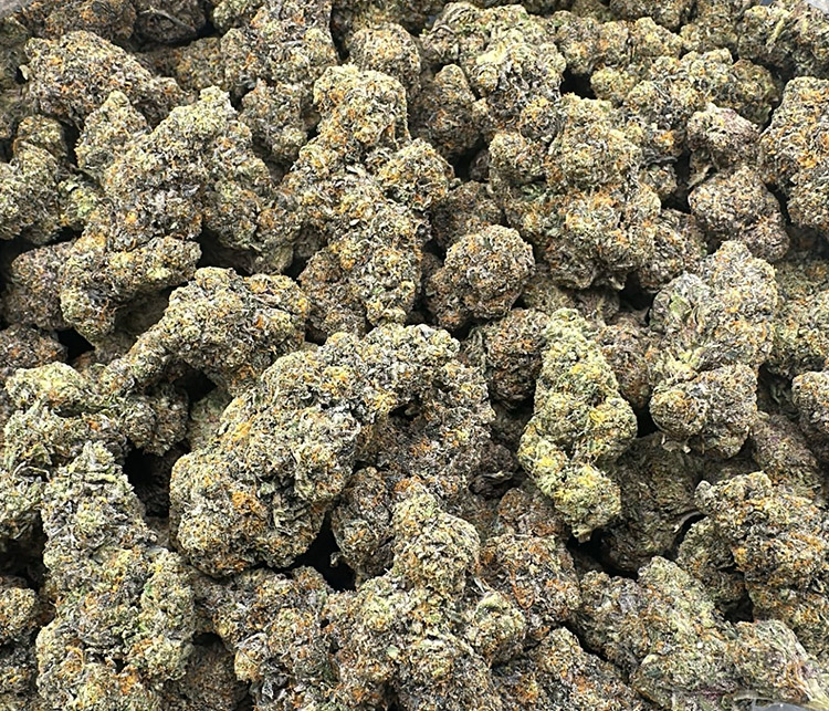 Fidel Runtz High End Exotic Hybrid