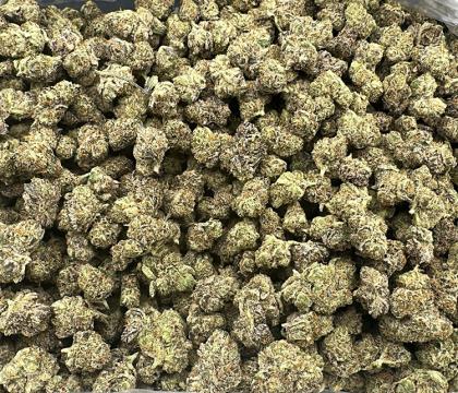 Gelonade ( Lemon Zkittlez X Lemon Tree) smalls sativa