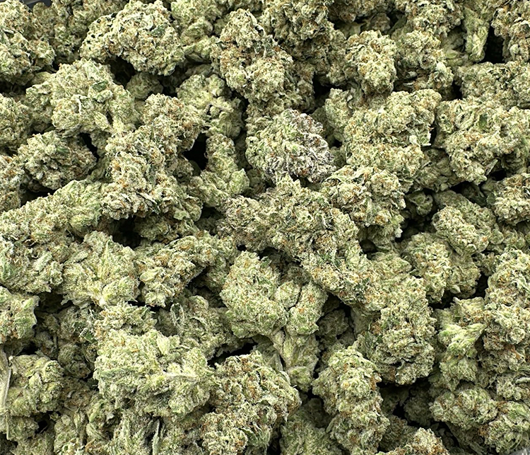 Cono Dulce (Sunset Sherbert x Thin Mint Cookies) hybrid light dep