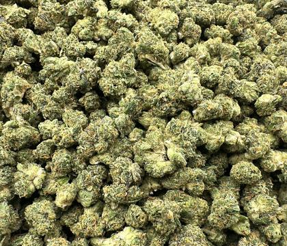 XJ-13 Sativa leaning Hybrid Exotic smalls