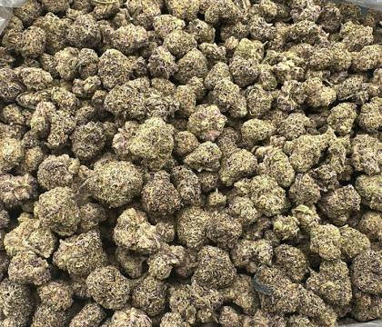 Zoap (Pink Guava #16 X Rainbow Sherbet) Exotic smalls hybrid